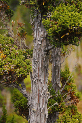 Pilgerodendron uviferum