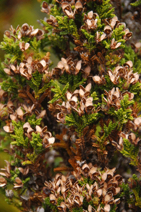 Pilgerodendron uviferum