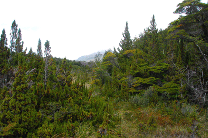 Pilgerodendron uviferum