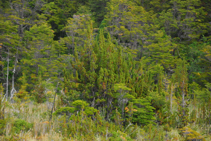 Pilgerodendron uviferum