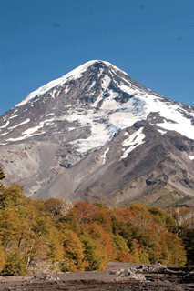 Nothofagus antarctica
