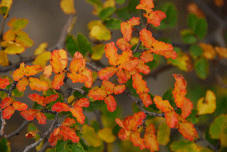 Nothofagus antarctica