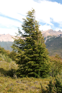 Nothofagus betuloides