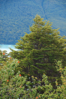 Nothofagus betuloides