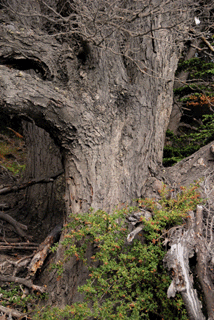 Nothofagus betuloides