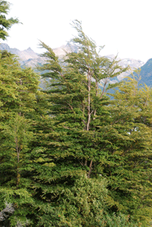 Nothofagus betuloides