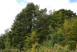 Nothofagus betuloides