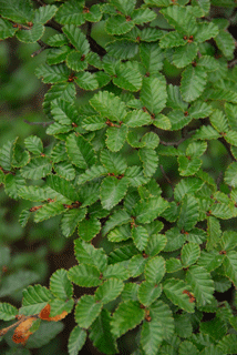 Nothofagus pumila