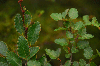 Nothofagus pumila