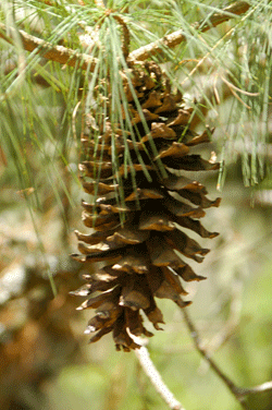 Pinus ayacahuite