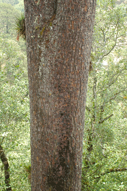 Pinus ayacahuite