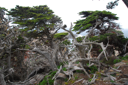 Cupressus macrocarpa