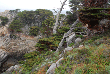 Cupressus macrocarpa