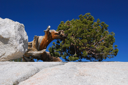 Juniperus occidentalis australis
