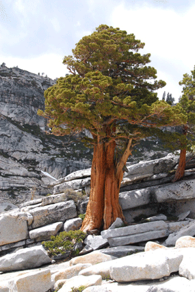 Juniperus occidentalis australis