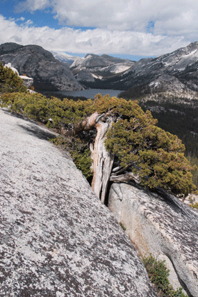 Juniperus occidentalis australis
