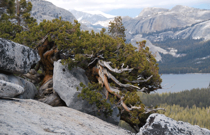 Juniperus occidentalis australis