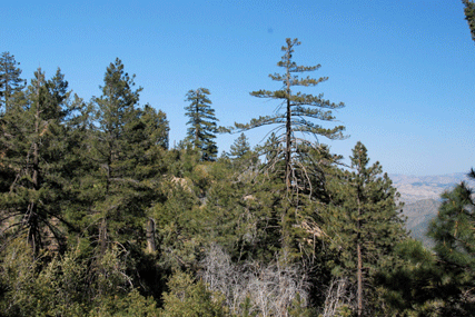 Pseudotsuga macrocarpa