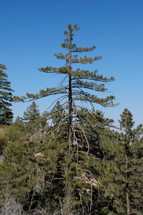 Pseudotsuga macrocarpa
