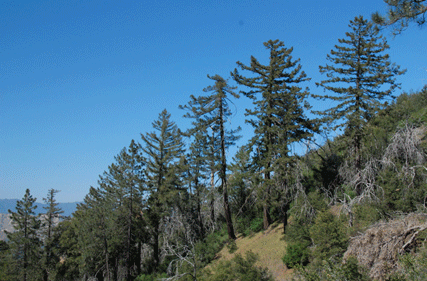 Pseudotsuga macrocarpa