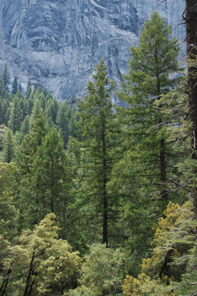 Pseudotsuga menziesii