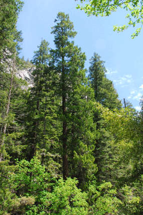 Pseudotsuga menziesii