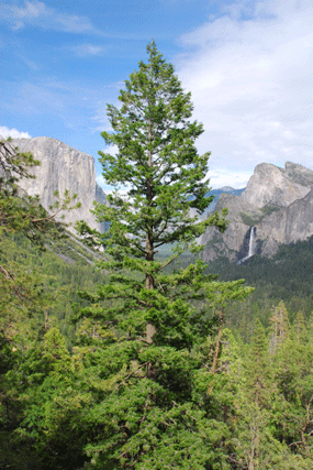 Pseudotsuga menziesii