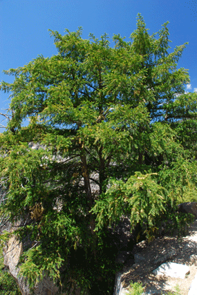 Torreya californica