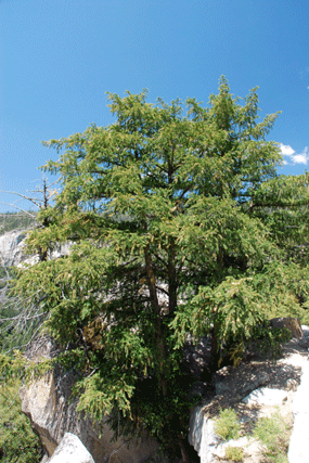 Torreya californica
