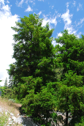 Torreya californica