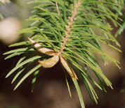 Abies bracteata