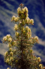 Abies bracteata