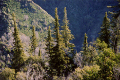 Abies bracteata