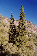 Abies bracteata