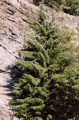 Abies bracteata