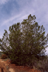 Cupressus forbesii
