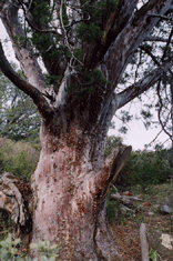 Cupressus forbesii