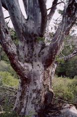 Cupressus forbesii