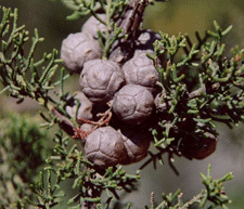 Cupressus pygmaea