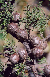 Cupressus pygmaea