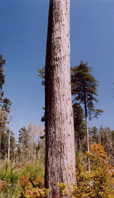 Cupressus pygmaea