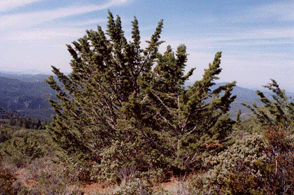 Cupressus stephensonii