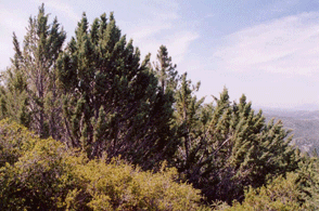 Cupressus stephensonii