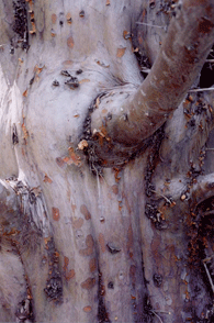 Cupressus stephensonii