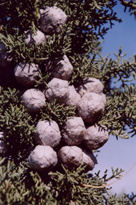 Cupressus stephensonii