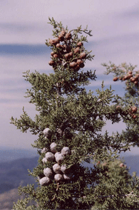 Cupressus stephensonii