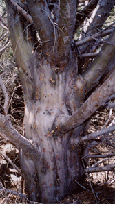 Cupressus stephensonii
