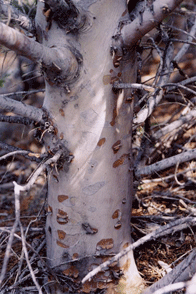 Cupressus stephensonii