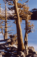 Juniperus occidentalis australis