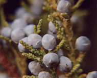 Juniperus occidentalis australis